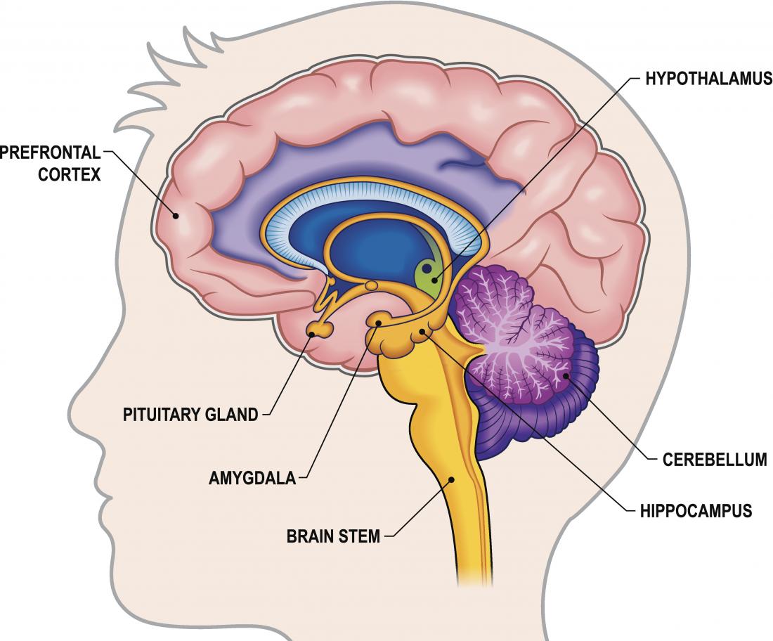Hồi hải mã Hippocampus